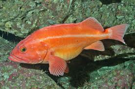 Species- Fish Found In Monterey Bay Aquarium